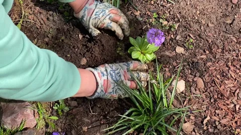 Gardener is digging a small hole in the bed for planting a small bush flowers Stock Footage 200494175