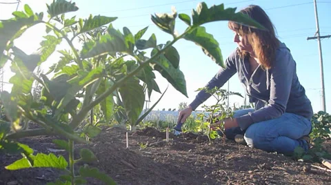 Gardener Digging in Soil Stock Footage 39408597