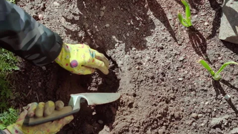 A gardener digs a hole in a backyard garden to plant flowers. Top-down view. Stock Footage 313793572