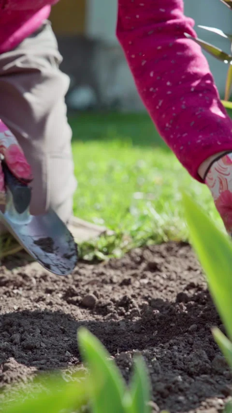 Gardener digs a hole in a bed with a small shovel to plant a decorative plant. Stock Footage 315277382