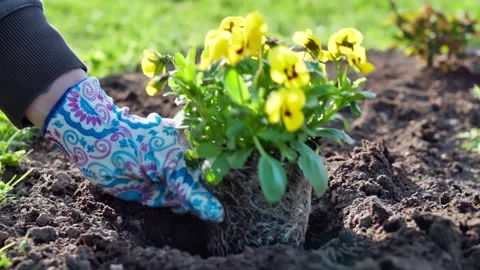 A gardener digs a hole in a bed in spring to plant yellow flowers. Stock Footage 315270368