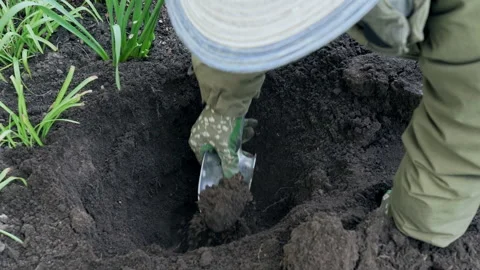 A gardener digs a hole with a hand spade for planting roses. Slow motion video. Stock Footage 201628474