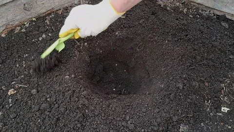 A gardener digs a small hole in the ground to transplant seedlings from pots. Stock Footage 310170861