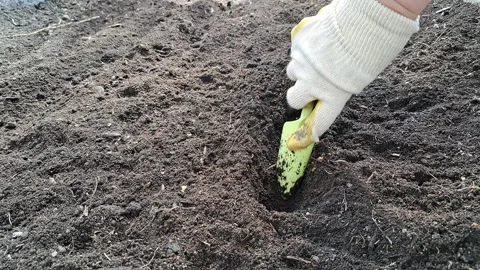 A gardener digs a small hole in the open ground with a shovel to plant seeds Stock Footage 310236089
