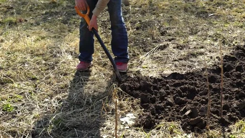 Gardener digs soil in field while preparing for planting in spring season Видео 335241039