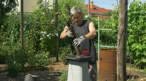 The gardener does mulch using branches shredder. Production of sawdust Stock Footage 65882152