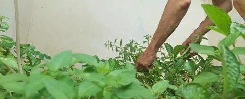 Gardener Doing His Job Видео 310940211