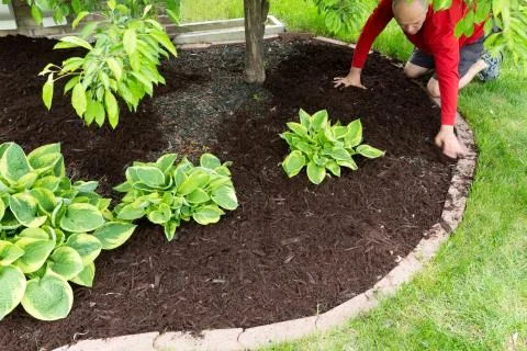 Gardener doing mulch work around the house Stock Photos