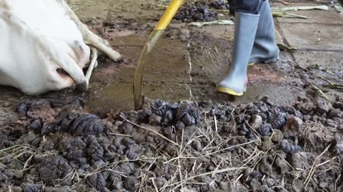 Gardener is dunging manure in the cowshe... | Stock Video | Pond5