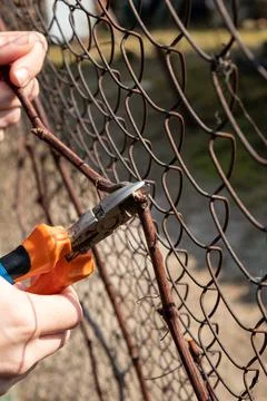 The gardener is engaged in spring pruning of grapes with pruning shear Stock-Fotos