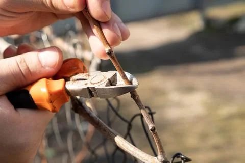 The gardener is engaged in spring pruning of grapes with pruning shear closeup Stock Photos