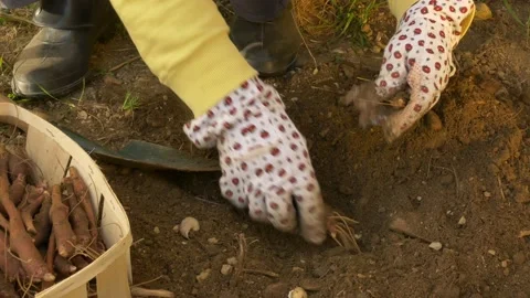 Gardener extracts Jerusalem artichoke bulbs from the soil. Helianthus roots. Vídeo Stock 149259659
