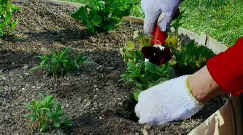 Gardener Stock Footage 4135935