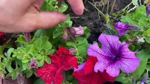 Gardener forms a petunia bush Stock Footage 254414355