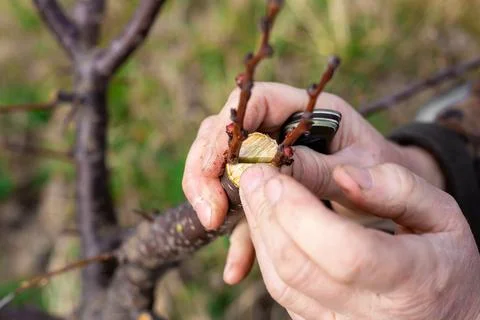 A gardener grafts a fruit tree by split grafting in early spring. Growing f.. Photos