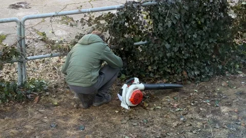 A gardener in a green jacket crouching to trim ivy near a metal fence, using a Stock Footage 346483277
