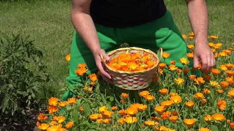 Gardener guy hands gather marigold herb flower bloom to wicker basket. 4K Stock Footage 72728512