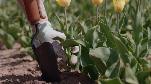 Gardener hand in gloves pulling out yellow tulip flower plant with metal shovel Stock Footage 201671469