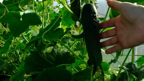 Gardener Hand shows a cucumber on a cucumber vine in a greenhouse Stock Footage 163968036