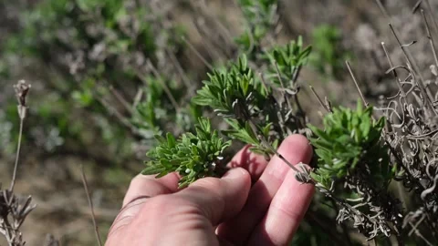 Gardener hand shows the successful development of young lavender. Stock Footage 334183962