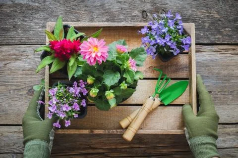 Gardener hands holds a wooden tray with several flower pots and shovel, rake. Stock Photos