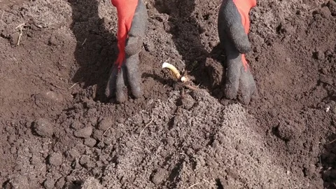 Gardener hands planting Bare Root Asparagus (Asparagus Officinalis). Stock-Footage 188467244
