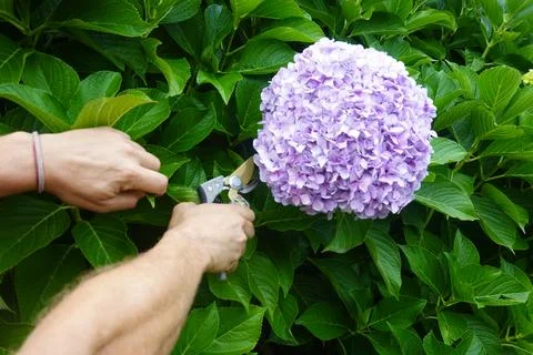 Gardener hands pruning purple hydrangea flowers from a shrub using shears, .. Stock Photos