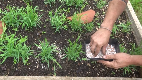 Gardener hands spreading crushed eggshells around green vegetable plants as.. Stock Footage 338328578