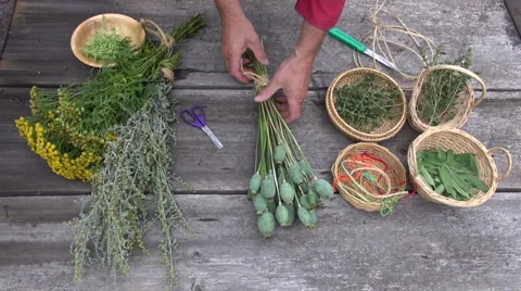 Gardener herbalist preparing to dry various medical herbs and spices Video stock 59089583