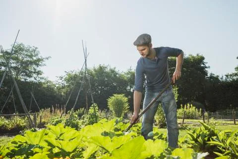 Gardener hoeing in courgette patch Fotos de archivo