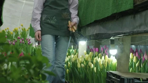 Gardener holding tools amidst rows of blooming tulips in a greenhouse Stock Footage 330170042