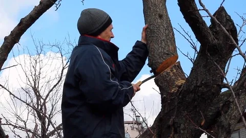 Gardener holds rejuvenating pruning of old fruit tree. Stock Footage 79745929
