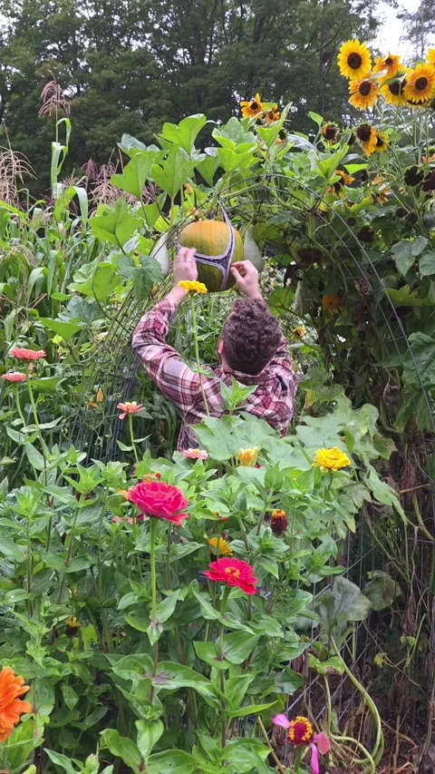 Gardener Husband Secures Pumpkin Using Surprising Hack, Barre, Massachusetts, US Vídeos de archivo 345276653