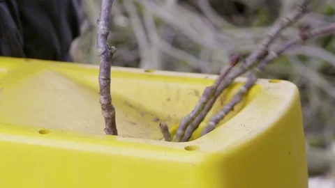 Gardener inserts branches of a tree into a wood chipper Stock Footage 85067761