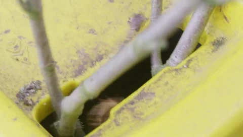 Gardener inserts branches of a tree into a wood chipper Stock Footage 85067762