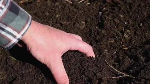 Gardener inspecting compost with worms Stock Footage 206529115