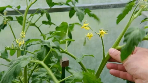 The gardener knocks a branch of a tomato bush. Stock Footage 155983468