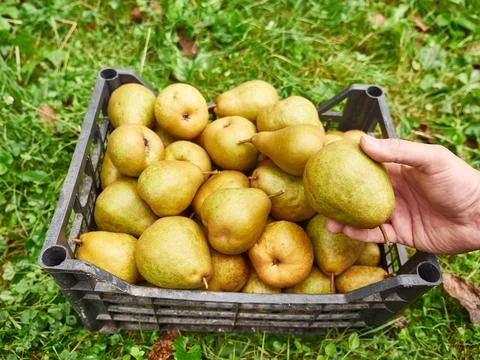 The gardener knocks down pears and puts them in a box. Harvesting pears. Foto stock