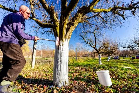 Gardener is liming of trunks, fruit trees in the orchard, disinfecting Stock Photos