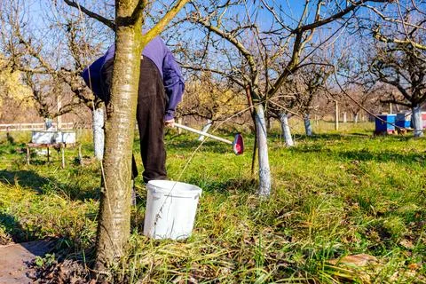 Gardener is liming of trunks, fruit trees in the orchard, disinfecting Stock Photos