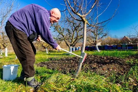 Gardener is liming of trunks, fruit trees in the orchard, disinfecting Stock Photos