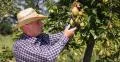 Gardener Looking Pears Examines Orchard Harvest Fresh Production Healthy Fruits 4k or 4k+ Resolution