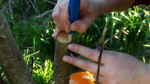 Gardener makes a graft on a tree branch in the garden . Stock Footage 201416229