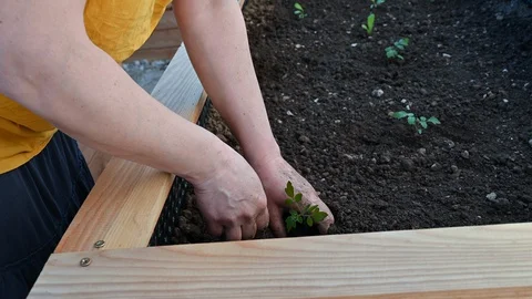 Gardener making a hole in the raised garden bed with a soil puncher and planting Stock Footage 128032053