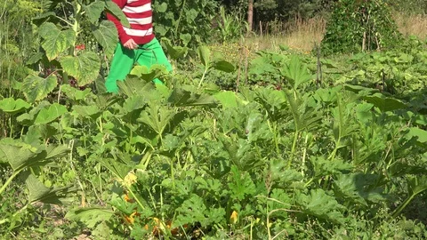 Gardener man boy with hat cutting zucchini fruits with knife and carry them in Stock Footage 88624561