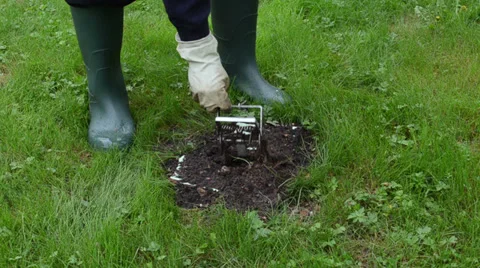 Gardener man checking mole traps in garden Stock Footage 33500909