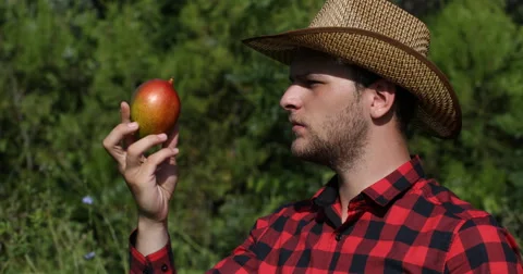 Gardener Man Examining Fresh Mango Fruit For Quality Check in Picturesque Field Stock-Footage 67840309