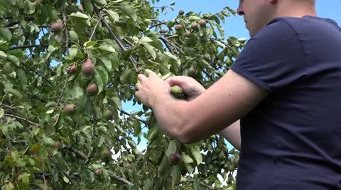Gardener man pick pear tree fruits on blue sky background in garden. 4K Stock Footage 57334562
