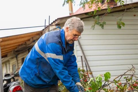 Gardener man pruning tree branches in backyard. Caucasian senior worker 스톡 사진