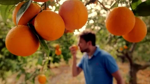 Gardener man sniffing orange in fruit grove. Man eating juicy orange in garden Stock Footage